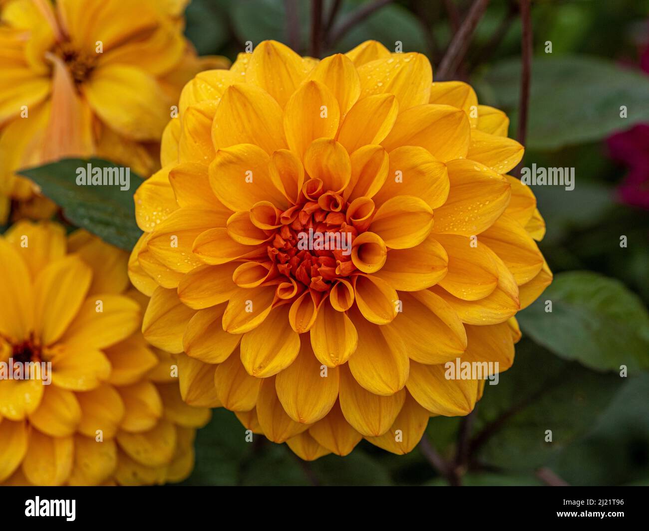 Nahaufnahme der orangefarbenen Mitte und hellgelb-orangefarbenen äußeren Blütenblätter von Dahlia 'David Howard', die in einem britischen Garten wachsen. Stockfoto