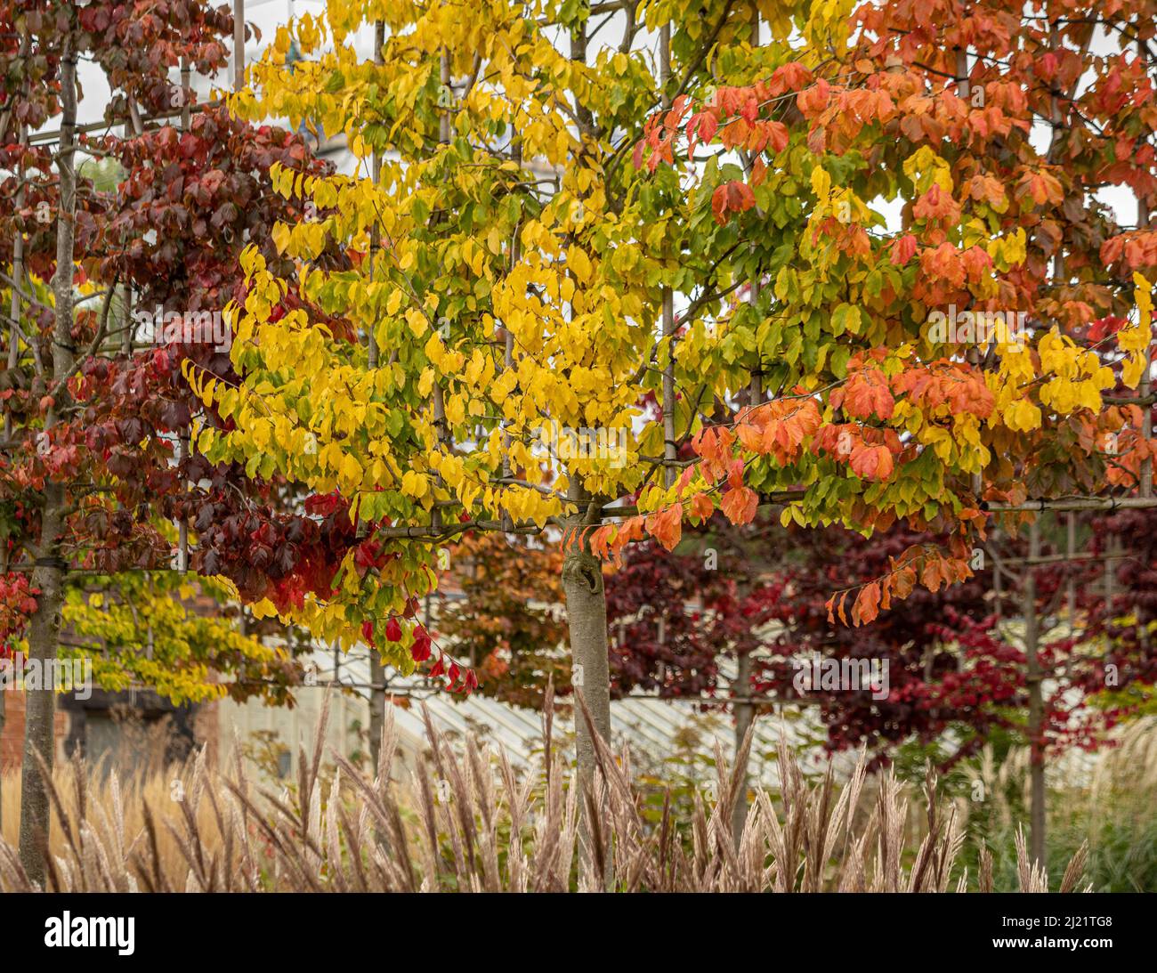 Pleached Trees in the Paradise Garden, entworfen vom Landschaftsarchitekten Tom Stuart-Smith am RHS Bridgewater, in Autumn. Salford. VEREINIGTES KÖNIGREICH Stockfoto