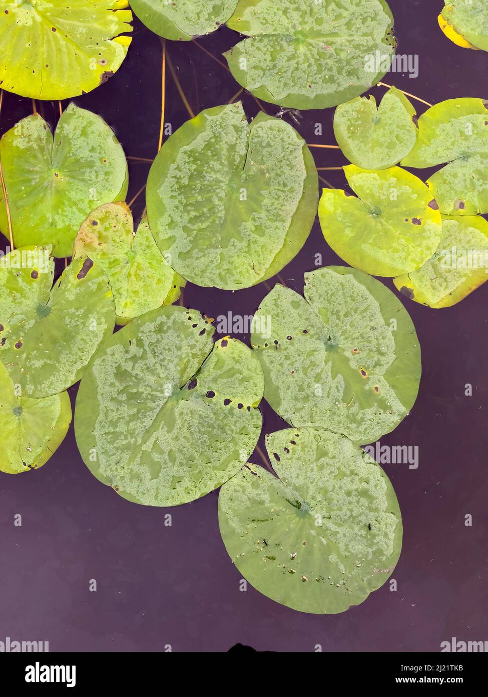 Nahaufnahme der runden Blätter von Seerosen, in einem Teich. Stockfoto