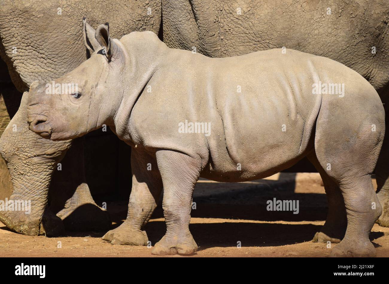 Ein südliche Nashorn, das 2022 in Gefangenschaft geboren wurde, als Teil des Zuchtprogramms für in freier Wildbahn stark gefährdete weiße Nashörner Stockfoto