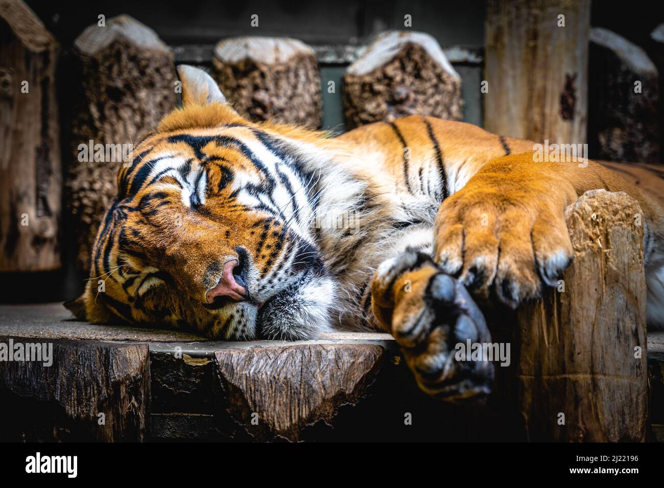 Schlafender malaiischer Tiger in Prag Zo Stockfoto