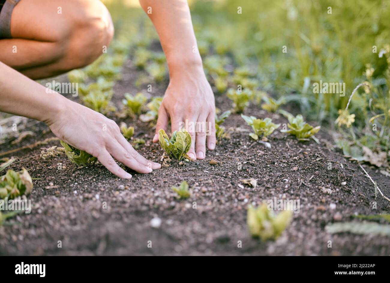 Die Wetterbedingungen sind perfekt für diese Pflanzen. Aufnahme eines Mannes, der den Boden berührt, während er in seinem Garten Getreide pflanzt. Stockfoto