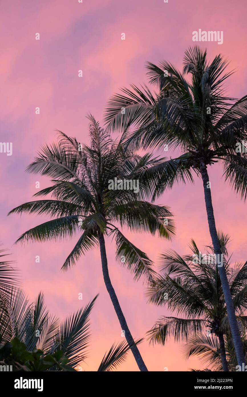 Palmen, die im Wind zittern, und der Himmel über dem Sonnenuntergang ist rosa. Stockfoto