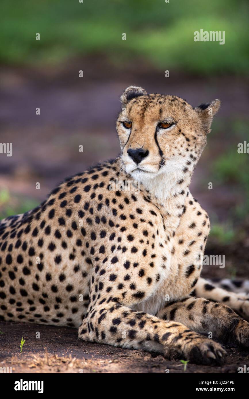 Ein Porträt eines männlichen Geparden, Acinonyx jubatus, der sich hinlegt Stockfoto