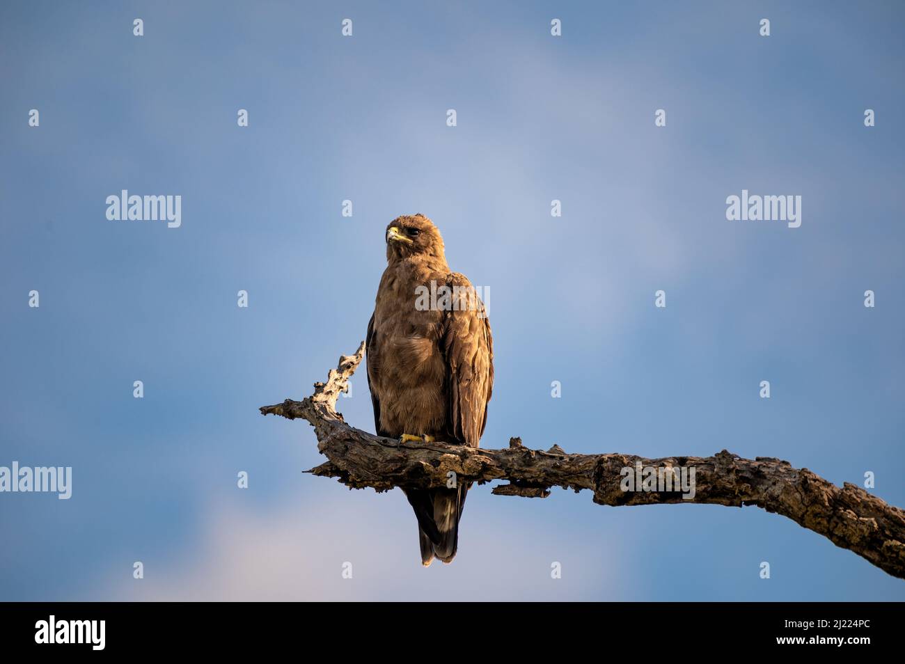 Ein Walberger Adler, Hieraaetus wahlbergi, thront auf einem toten Ast, blauer Himmel Hintergrund Stockfoto