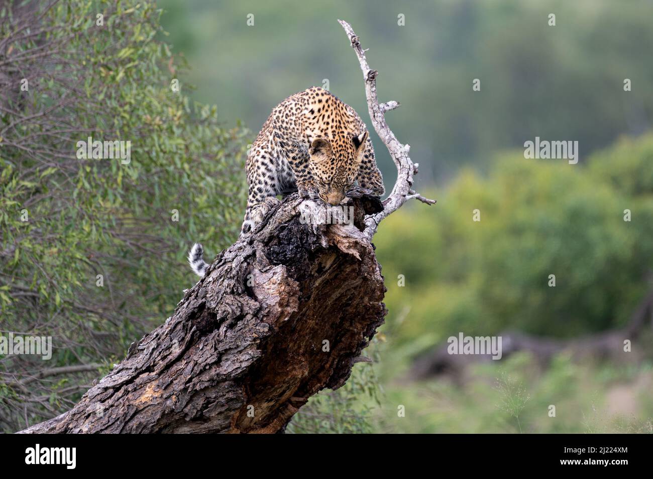 Ein Leopardenjunges, Panthera pardus, steht auf einem umgestürzten Baum Stockfoto