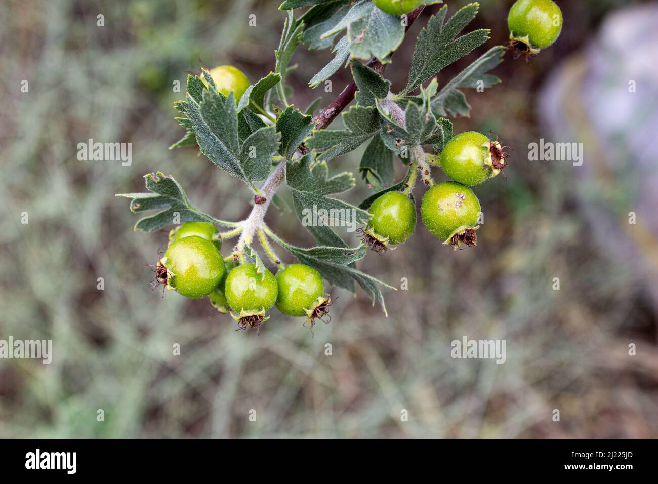 Weißdornbeeren auf dem Busch. Unreife grüne Weißdornfrüchte, Nahaufnahme. Stockfoto