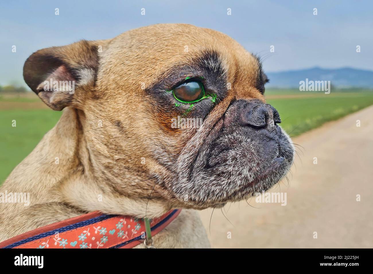 Hund mit Augenverletzung und grüne Flüssigkeit aus Fluorescein Farbstoff-Test, um korneale Ulzeration zu erkennen Stockfoto