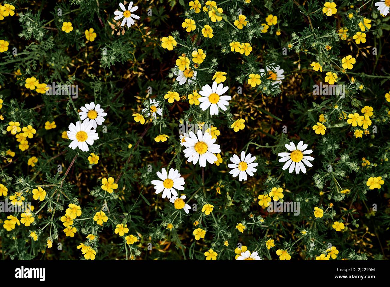 Sommerteppich aus gelben und weißen Wildblumen Stockfoto