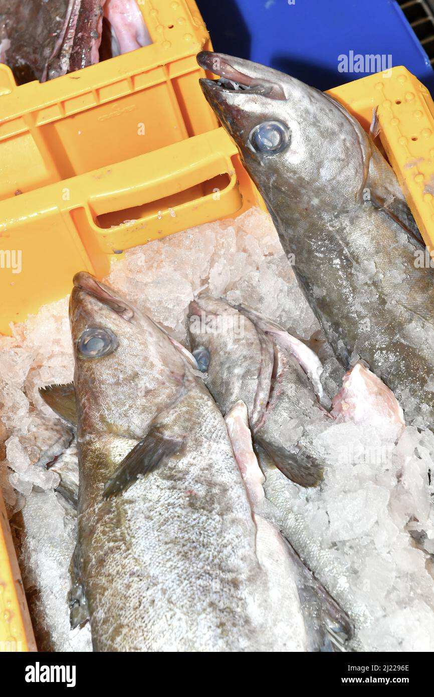 Frisch gefangener Fisch im Eis auf einem Fischmarkt in einem gelben Tablett Stockfoto