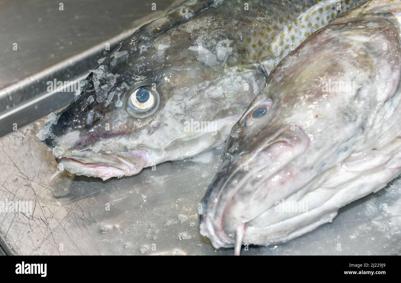 Nahaufnahme des Kopfs mit Eisfragmenten Stockfoto