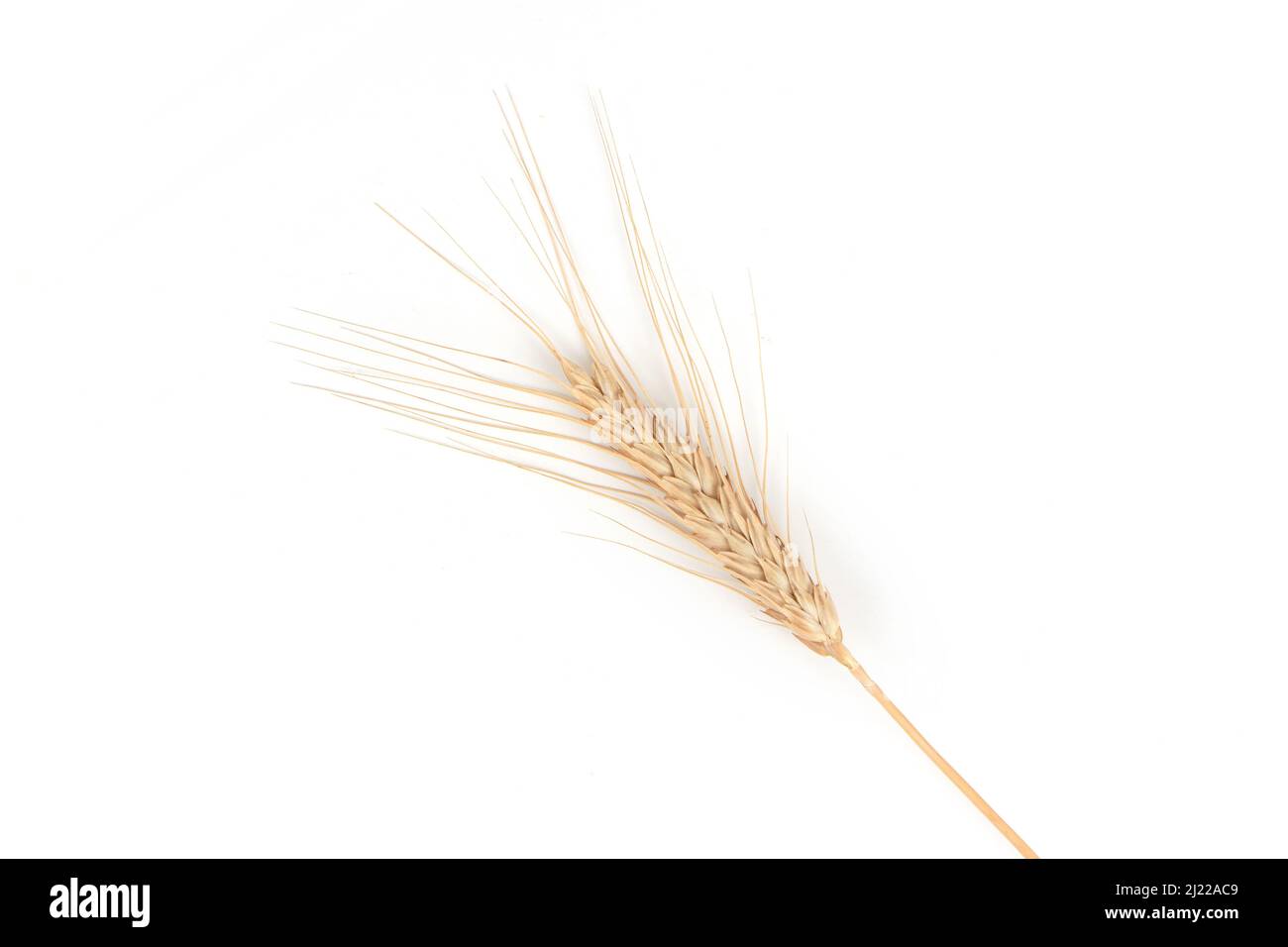 Goldweizenspikelet auf weißem Hintergrund Stockfoto