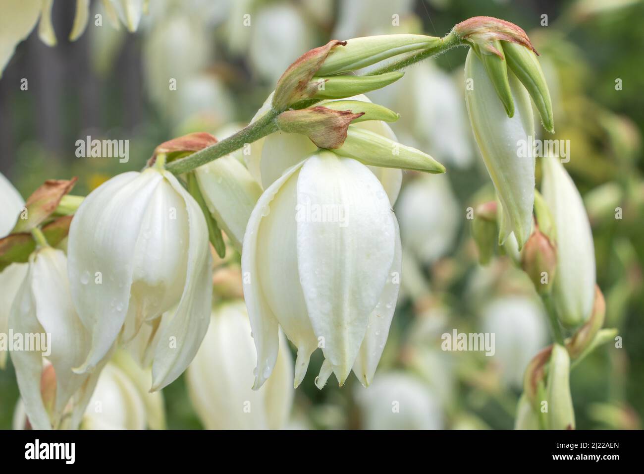 55+ Weiße Blumen Namen, Erfahren sie, wie sie diese einzigartigen