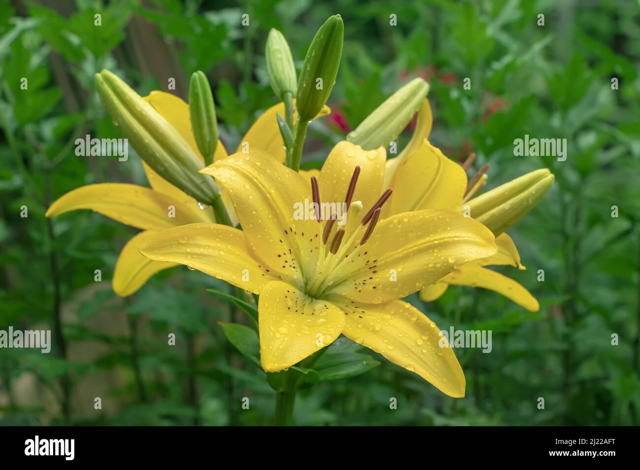 Lilie des gelben Planeten (Lilium) - die Sorte ist ein röhrenförmiger Hybride aus Lilien, einer Pflanzengattung der Familie der Liliengewächse. Mehrjährige Kräuter, mit Zwiebeln c ausgestattet Stockfoto