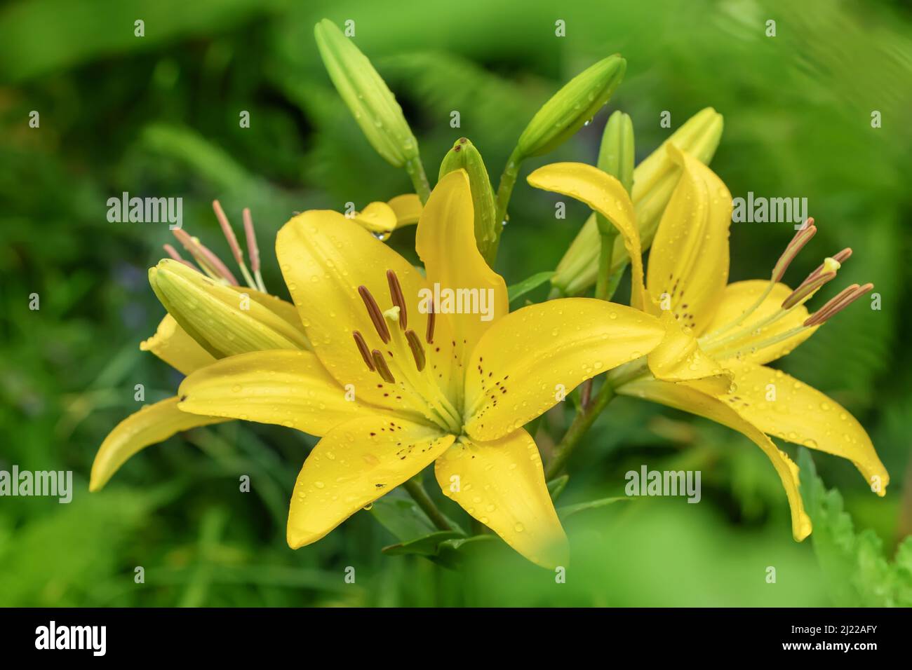 Lilie des gelben Planeten (Lilium) - die Sorte ist ein röhrenförmiger Hybride aus Lilien, einer Pflanzengattung der Familie der Liliengewächse. Mehrjährige Kräuter, mit Zwiebeln c ausgestattet Stockfoto