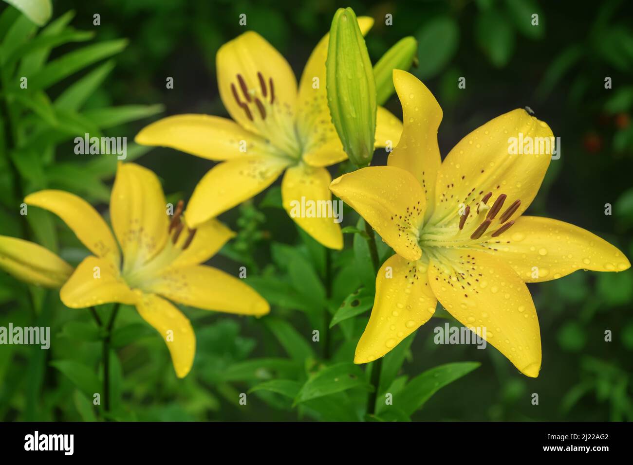 Lilie des gelben Planeten (Lilium) - die Sorte ist ein röhrenförmiger Hybride aus Lilien, einer Pflanzengattung der Familie der Liliengewächse. Mehrjährige Kräuter, mit Zwiebeln c ausgestattet Stockfoto