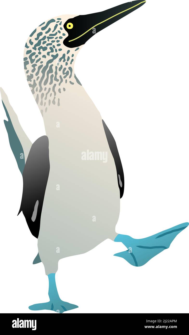 Gannet-Vogel mit blauem Fuß. Flacher Vektor booby solan Illustration Figur isoliert Stock Vektor