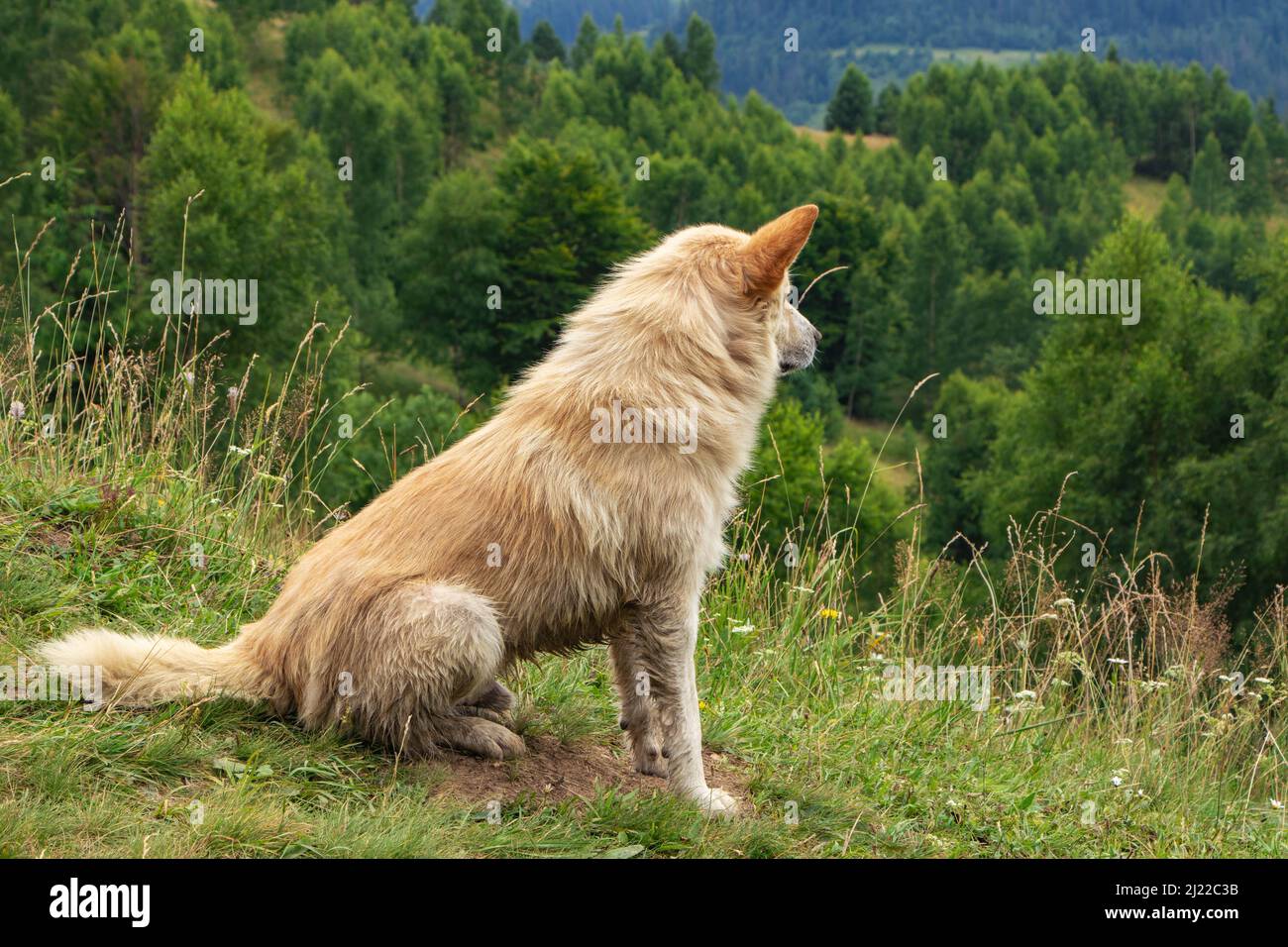 Ein weißer Hund. Blick in die Ferne. Seitenansicht. Profil. Stockfoto