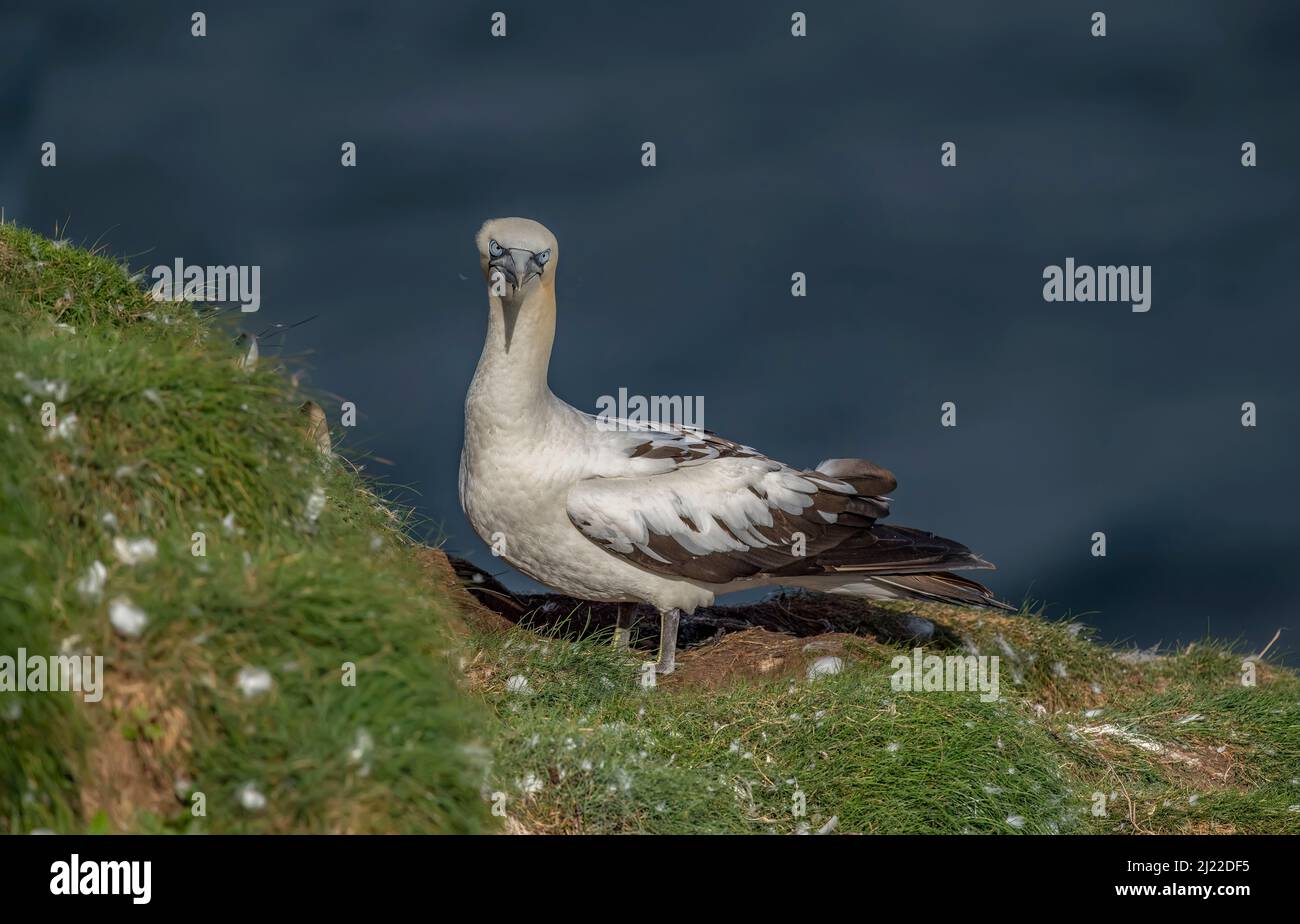 Gannet, aus nächster Nähe, auf einer Klippe mit Blick auf das Meer in Schottland im Sommer Stockfoto