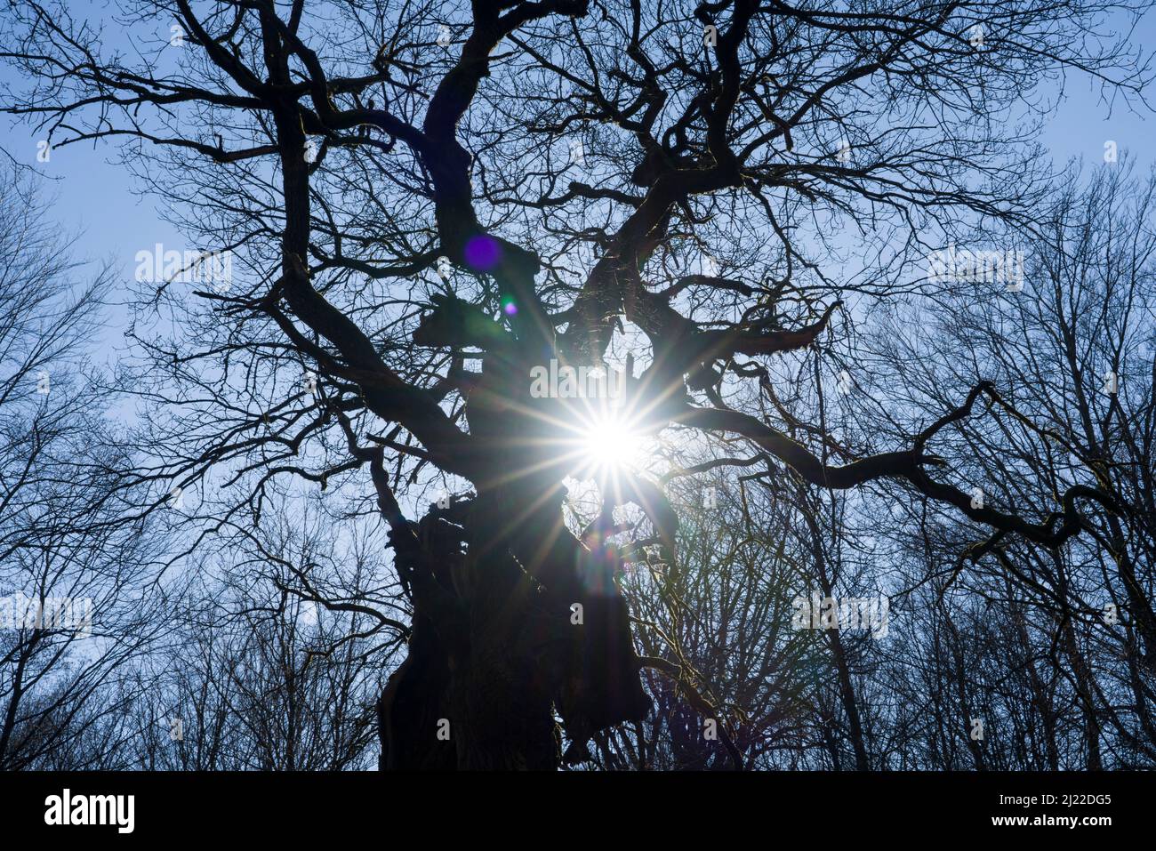 Alte Eiche, Urwald Urwald Sababurg, Hofgeismar, Weserbergland, Weserbergland, Hessen, Deutschland Stockfoto