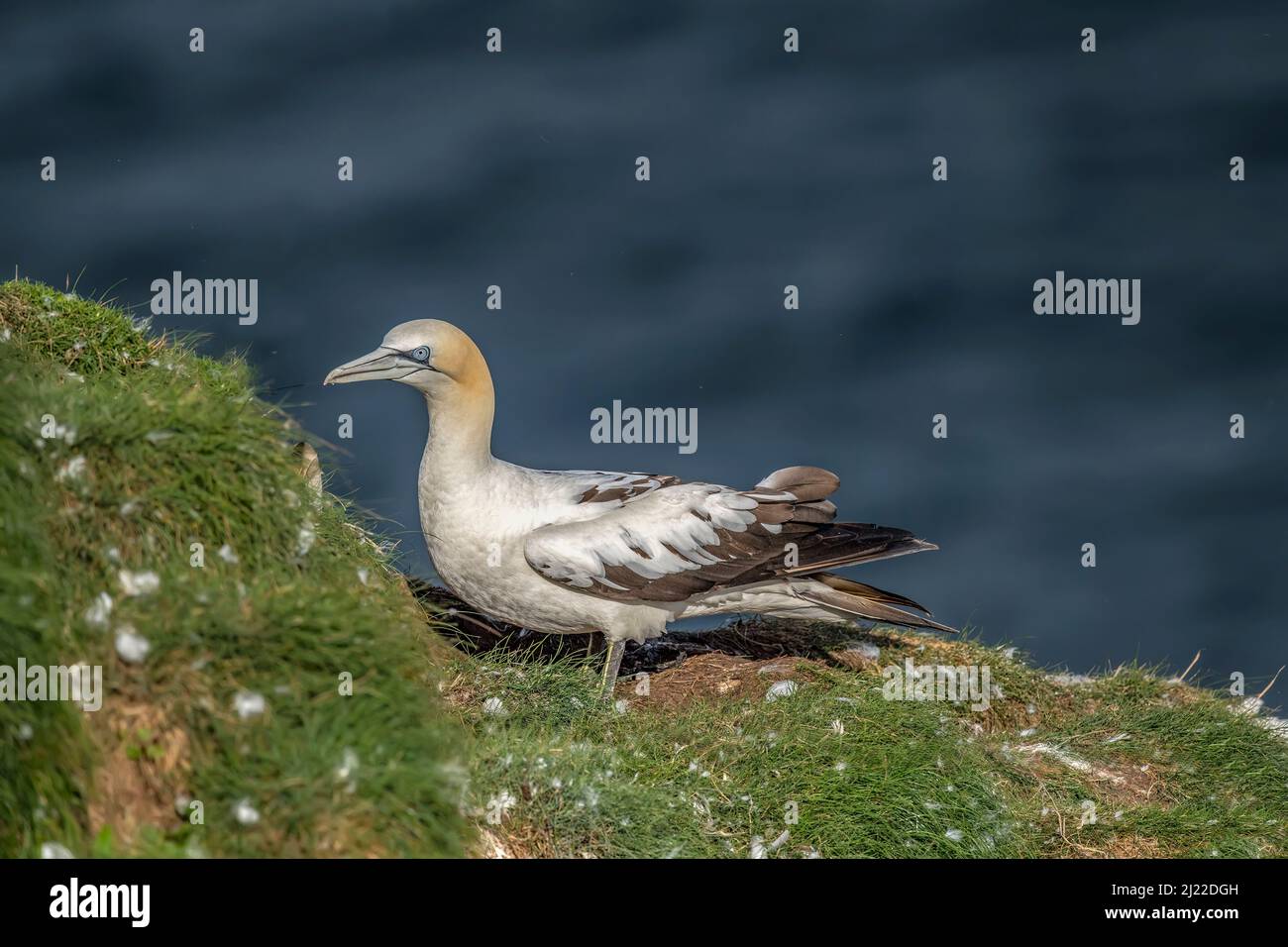 Gannet, aus nächster Nähe, auf einer Klippe mit Blick auf das Meer in Schottland im Sommer Stockfoto