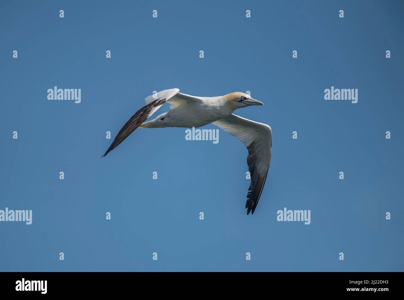 Gannet-Jugendflug, Nahaufnahme, vor einem blauen Himmel in Schottland im Sommer Stockfoto