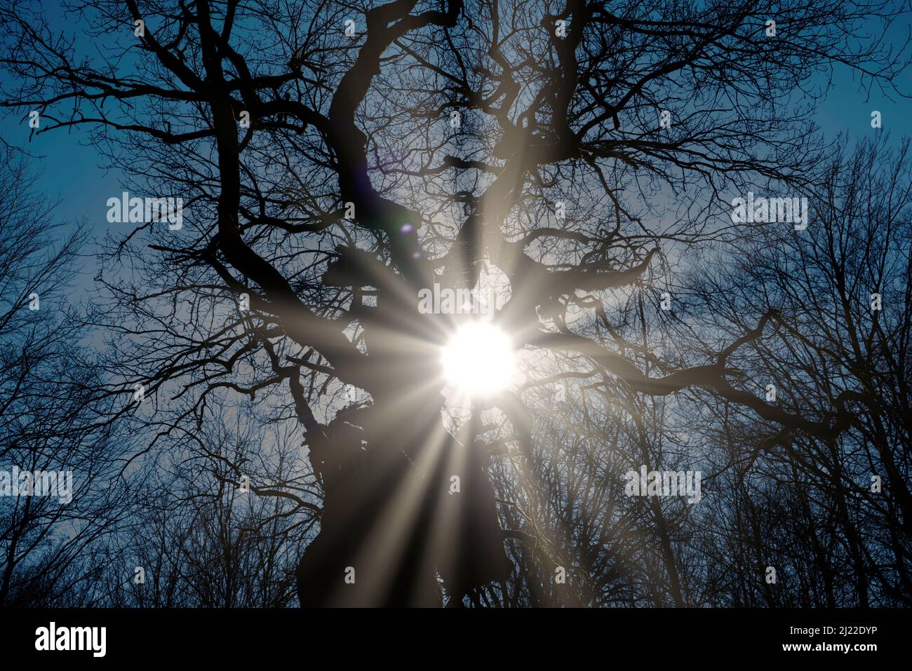 Alte Eiche, Urwald Urwald Sababurg, Hofgeismar, Weserbergland, Weserbergland, Hessen, Deutschland Stockfoto