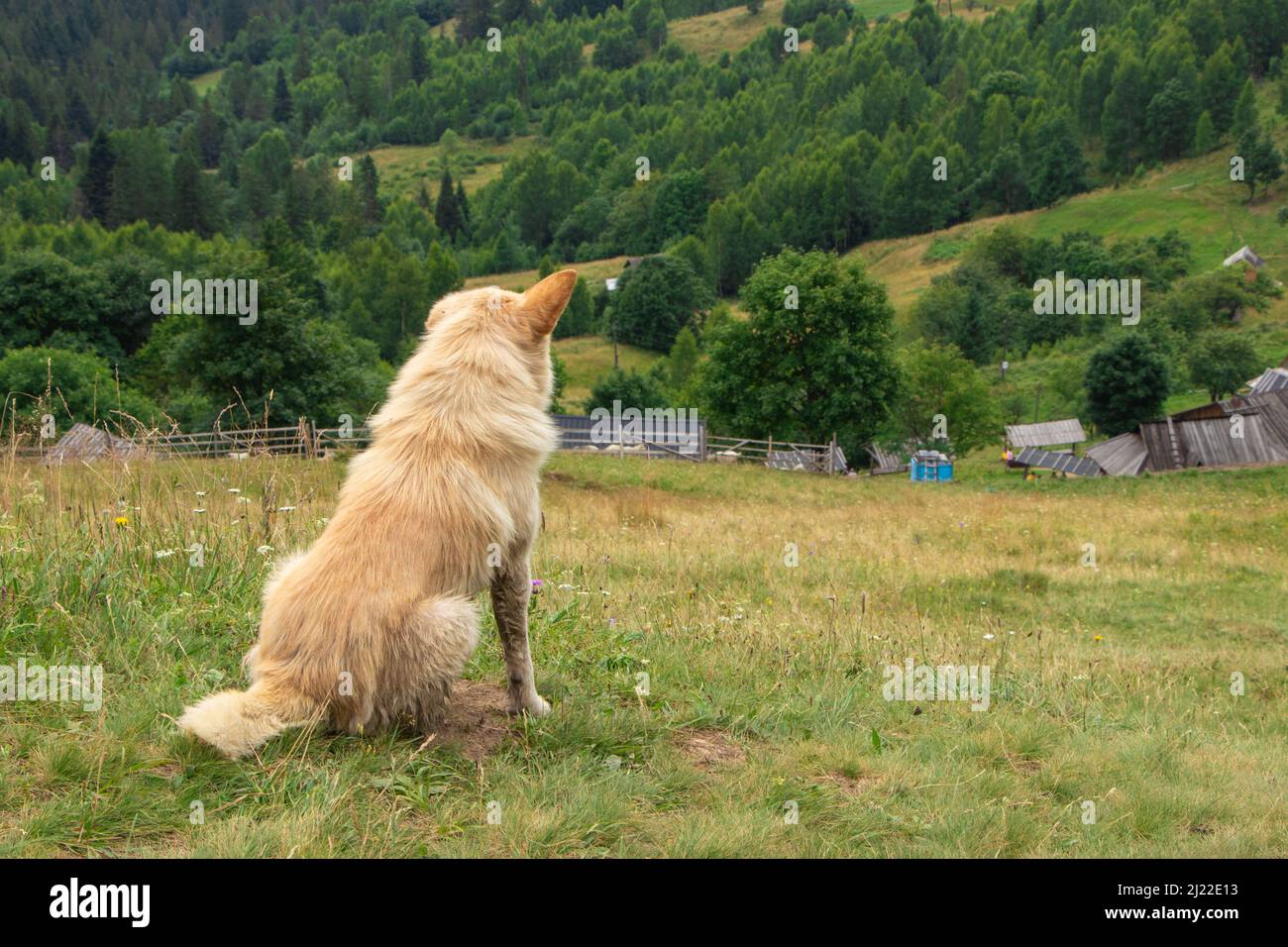 Ein weißer Hund. Blick in die Ferne. Seitenansicht. Profil. Stockfoto