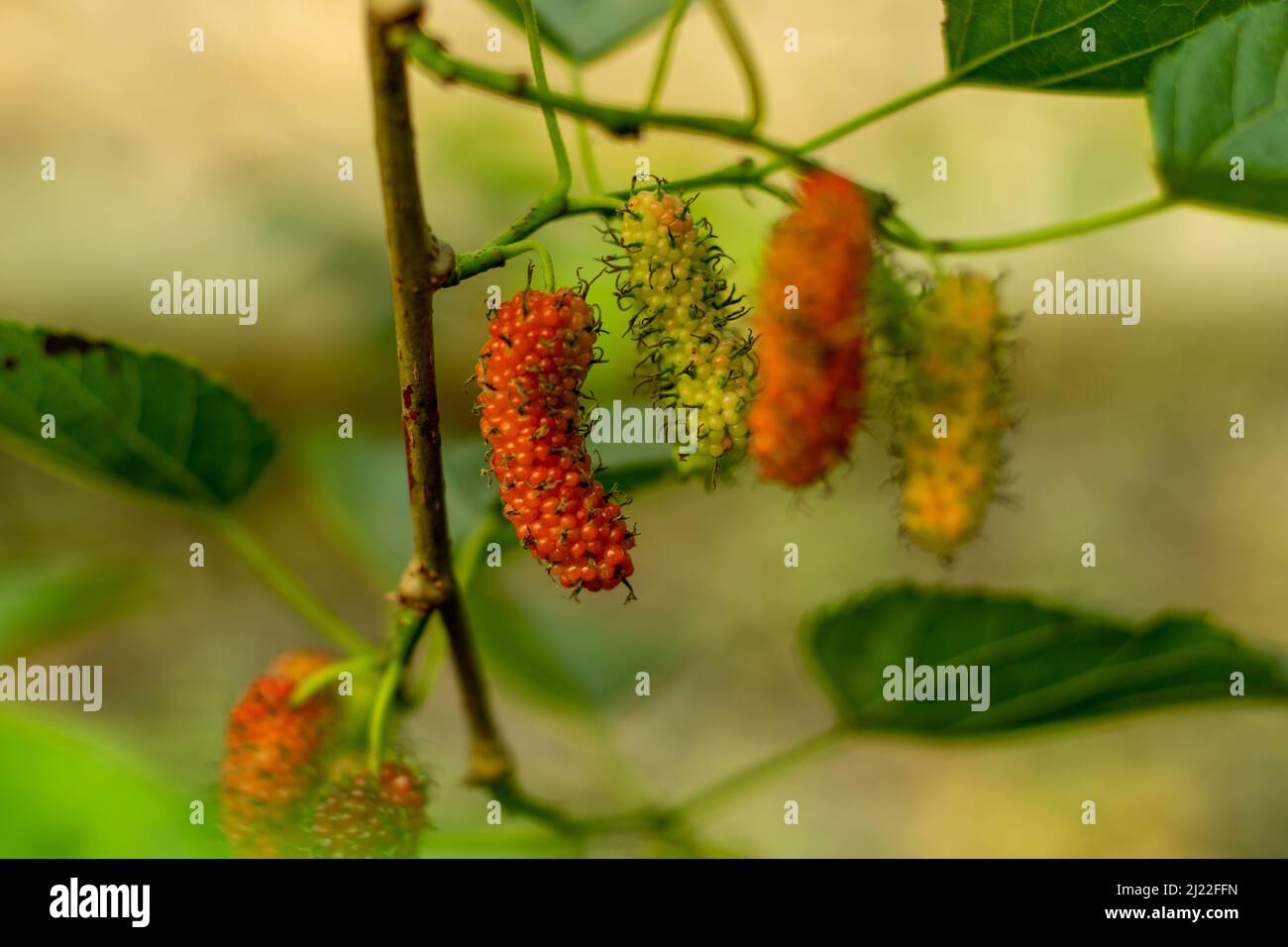 Russische Maulbeere, Morus Alba oder Weiße Maulbeere, Seidenraupe Mulberry. Es ist eine schnell wachsende Obstpflanze. Auch als Mori folium bekannt, wenn es als Kräuter verwendet wird Stockfoto