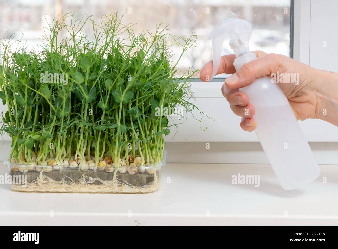 Saftige junge Triebe von Erbsen-Mikrogrüns auf der Fensterbank aus nächster Nähe. Samen im Winter zu Hause anbauen. Herstellung von umweltfreundlichem Vitamin Nuss Stockfoto