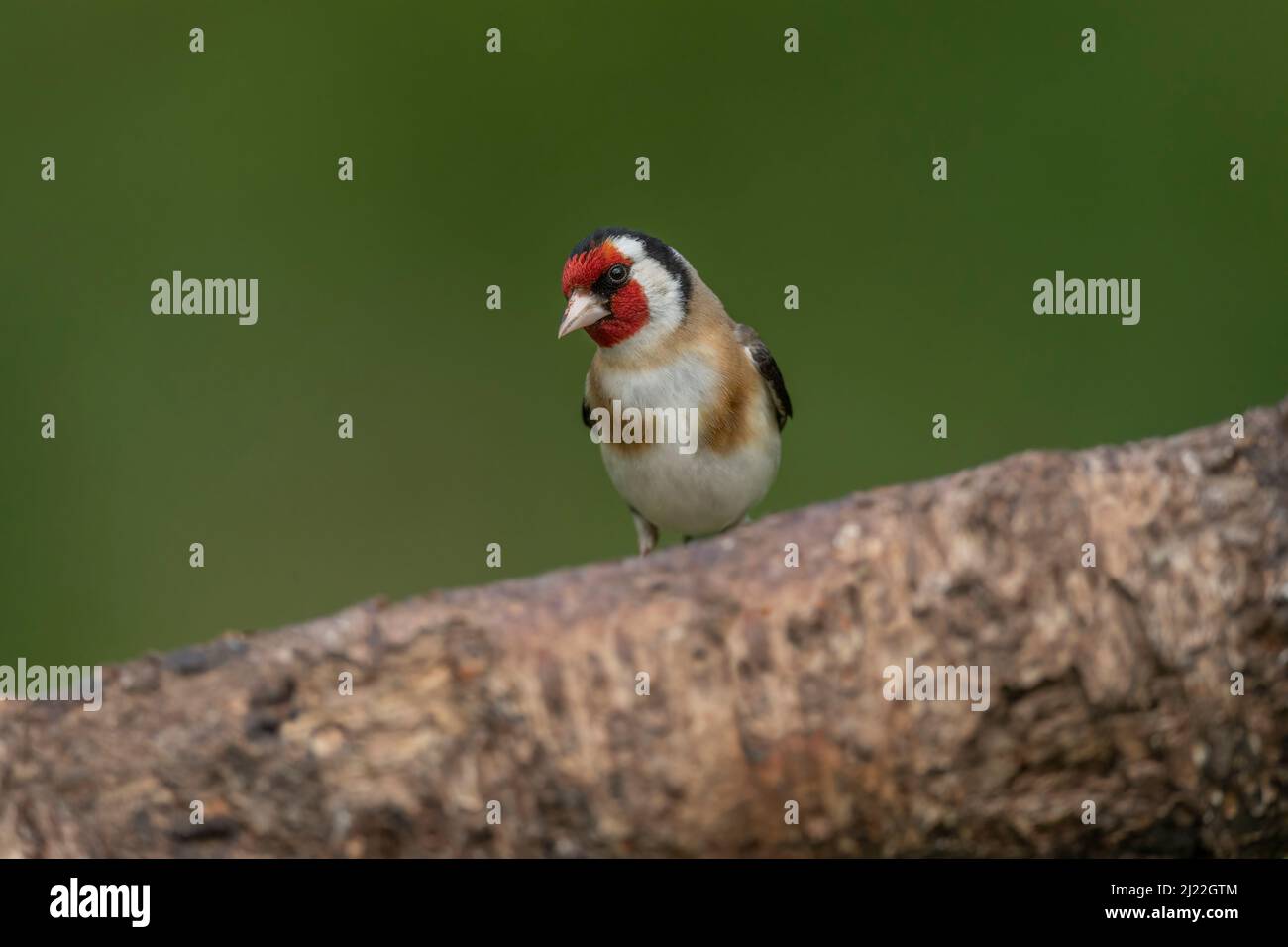 Goldfinch thronte auf einem Baumstamm Stockfoto
