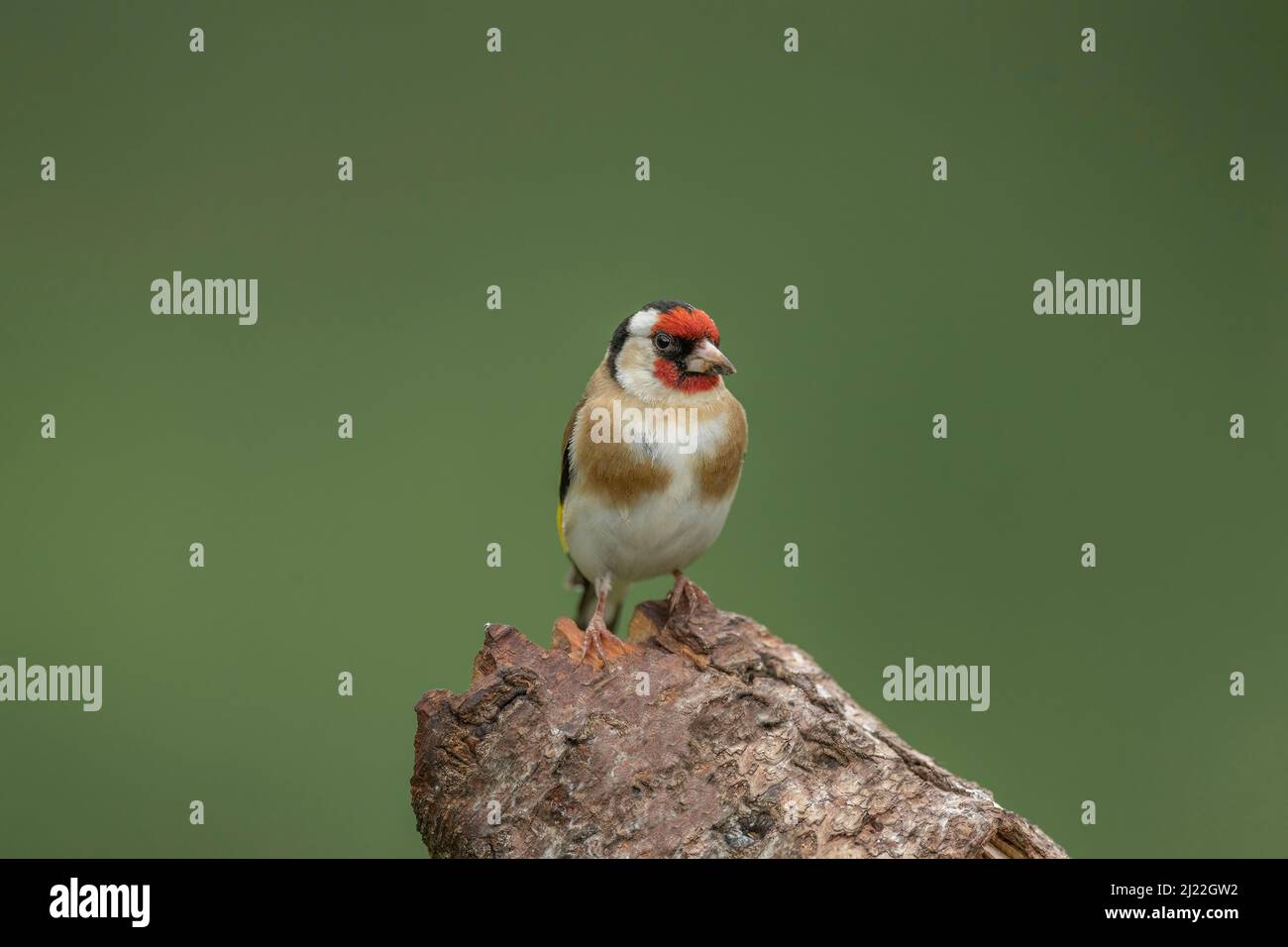 Goldfinch thronte auf einem Baumstamm Stockfoto