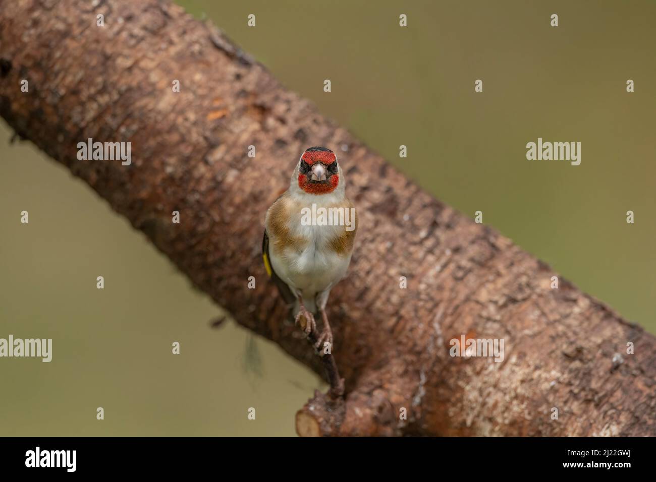Goldfinch thronte auf einem Baumstamm Stockfoto