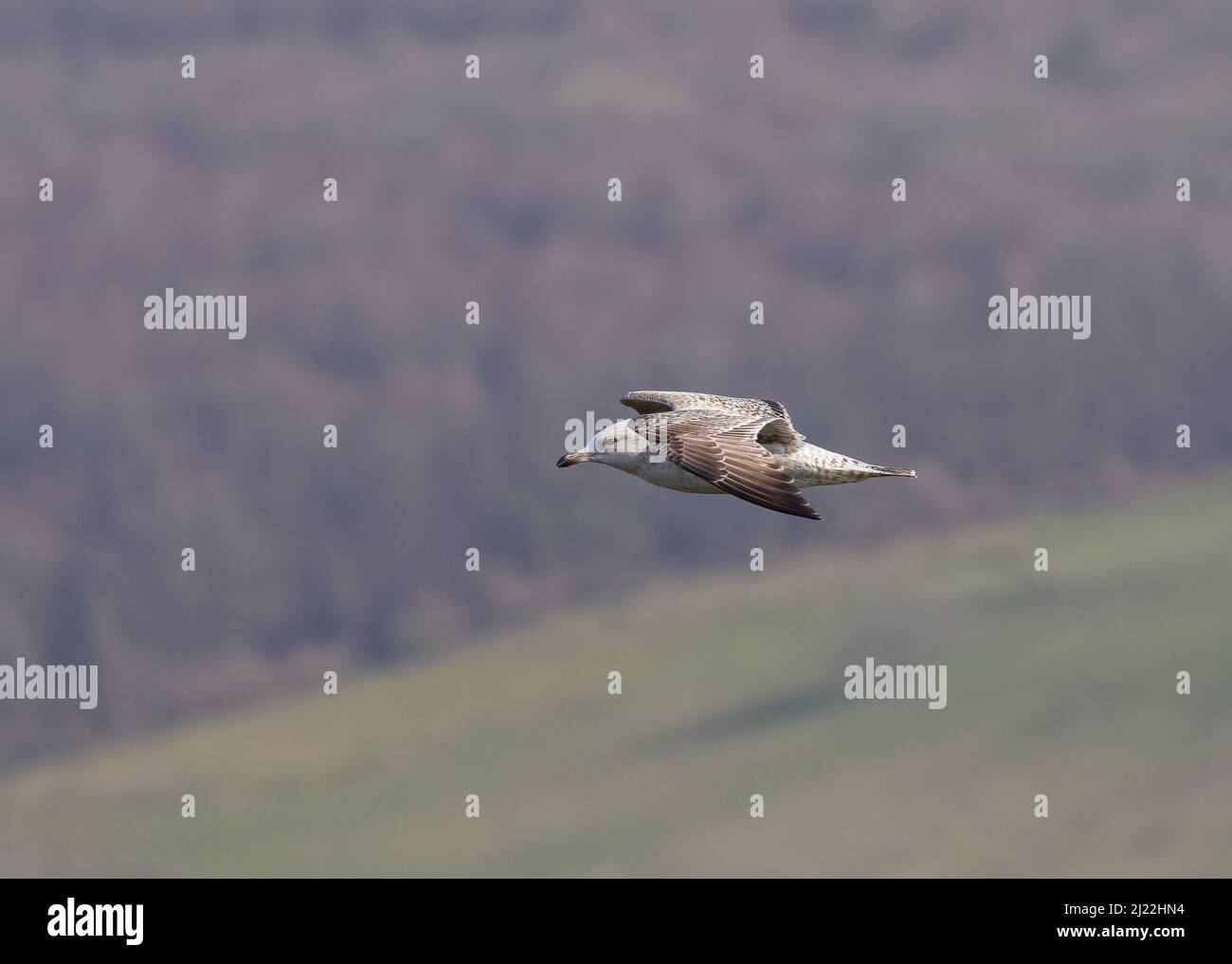 Eine juvenile Heringsmöwe im Flug vor Waldkulisse. Sussex, Großbritannien Stockfoto