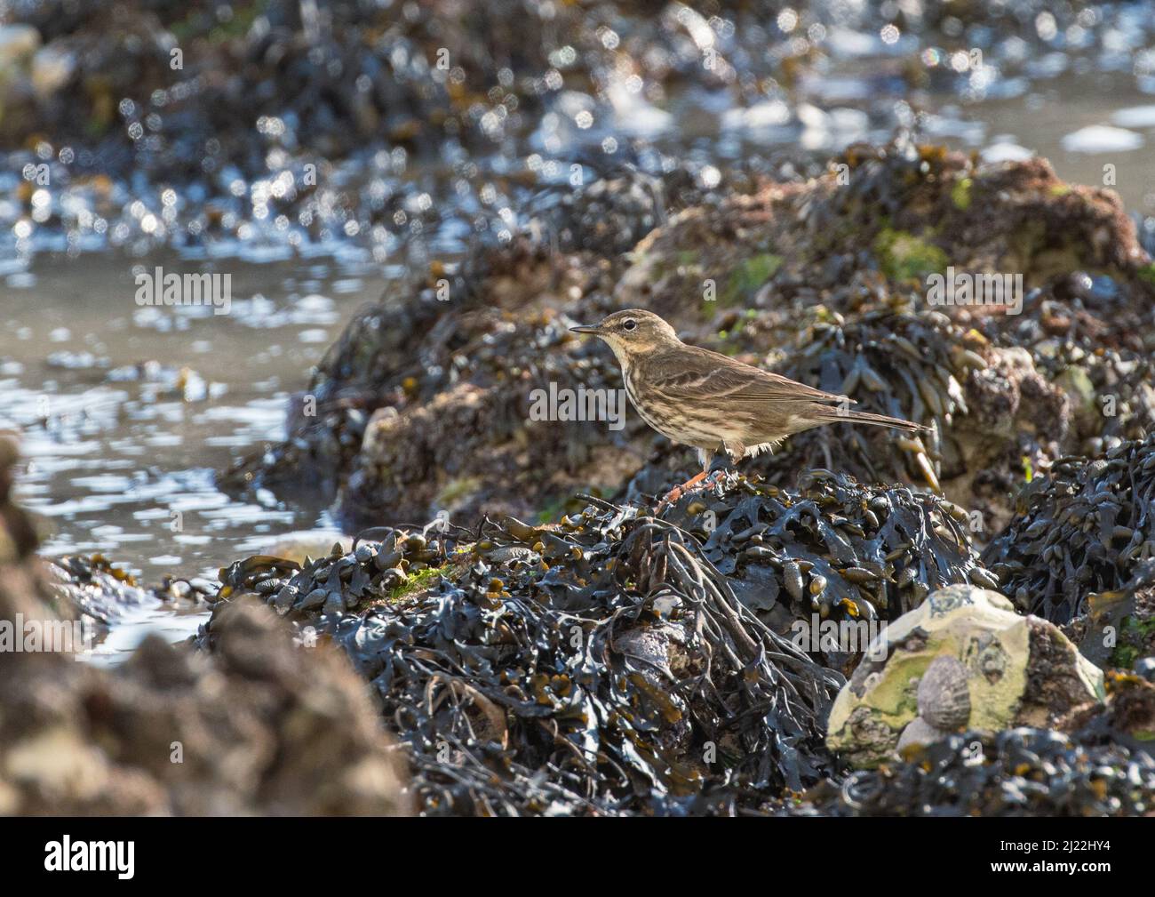 Ein Rock Pipit (Anthus petrosus), der auf der Jagd nach Nahrung zwischen Algen, Felsen und Pools an der Sussex-Küste ist. VEREINIGTES KÖNIGREICH Stockfoto