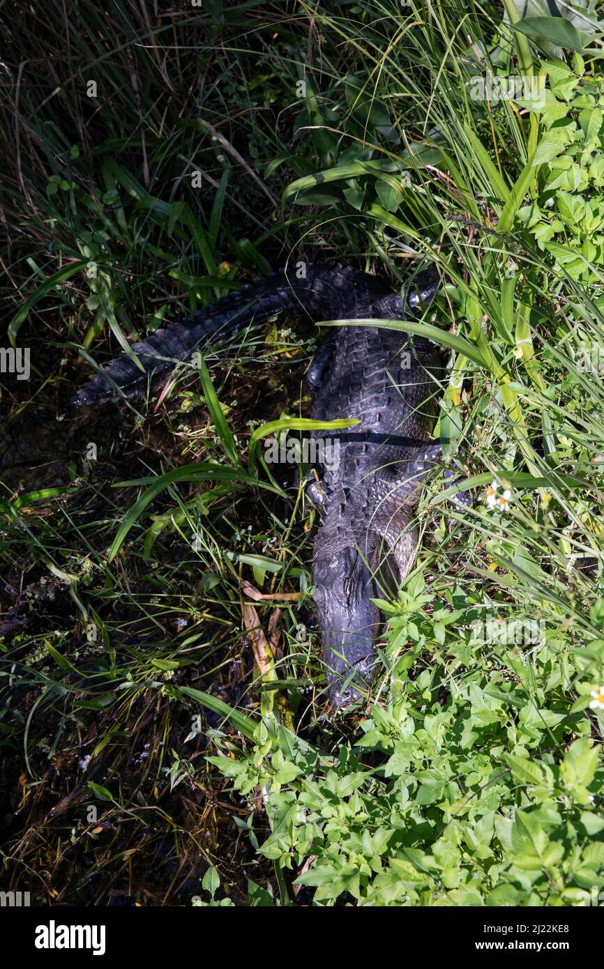 Der amerikanische Alligator ist im Everglades National Park zu sehen Stockfoto