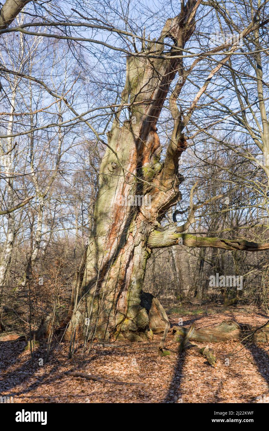 Alte Eiche, sieht aus wie ein Tier, Urwald Urwald Sababurg, Hofgeismar, Weserbergland, Weserbergland, Hessen, Deutschland Stockfoto