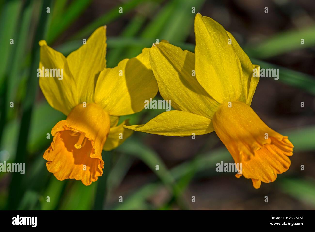 Nahaufnahme der niederländischen gelben Narzissussorte Narcissus cyclamineus Jetfire in Blüte im Frühjahr, Niederlande Stockfoto
