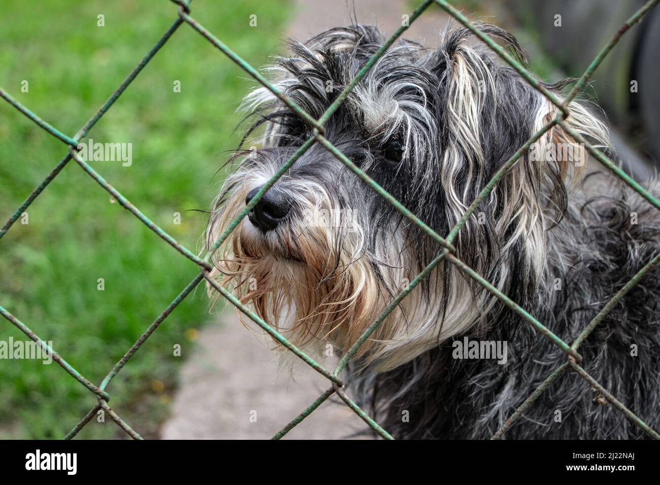 Zwergschnauzer. Traurige Augen eines Hundes hinter Gittern schließen sich. Ein Hund in einem Tierheim Stockfoto