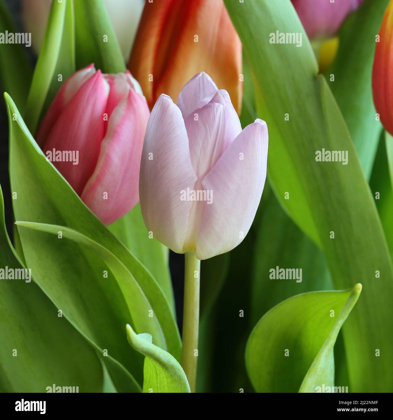 Nahaufnahme einer hellrosa Tulpe in einem Blumenstrauß, selektiver Fokus Stockfoto