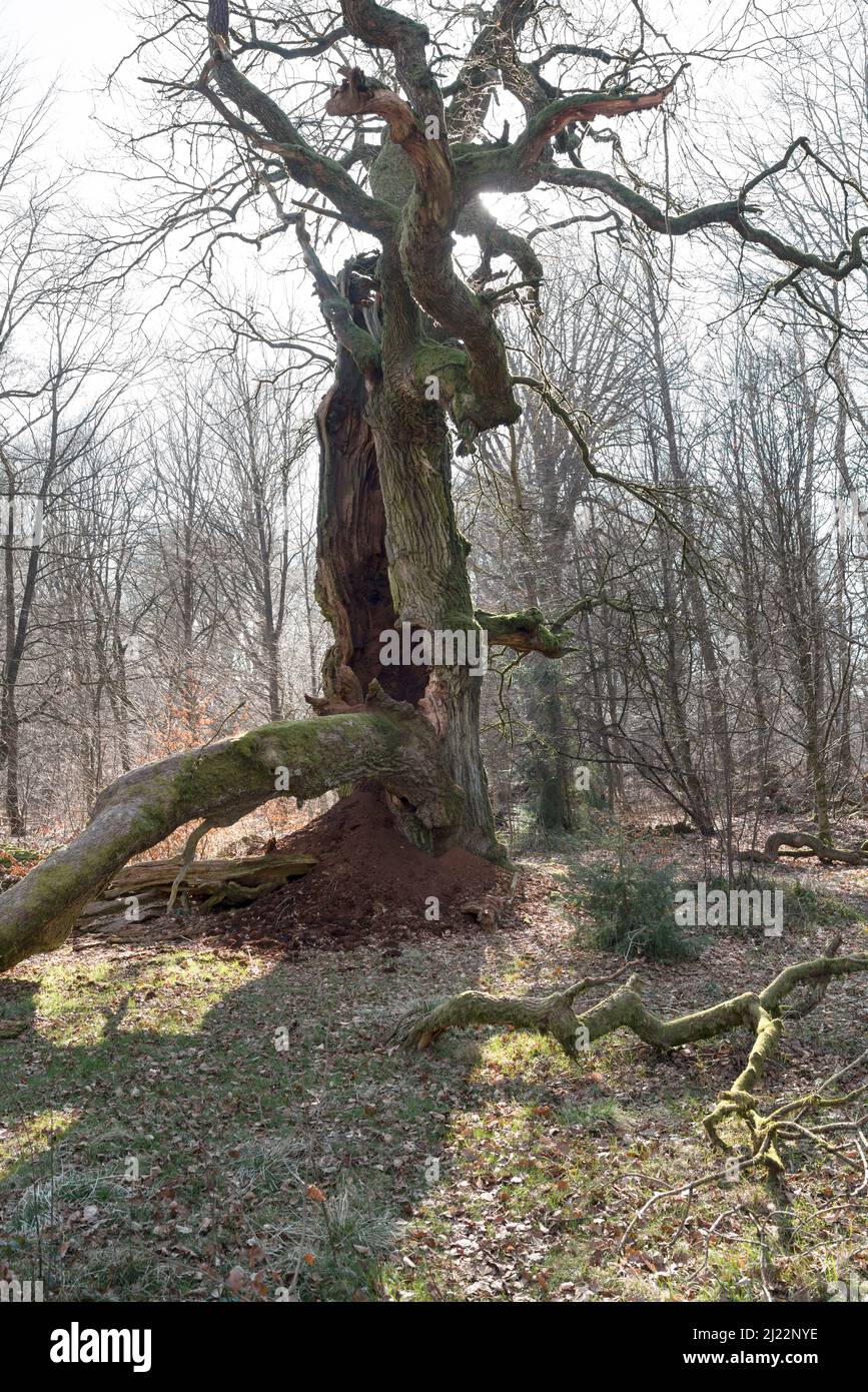 Alte Eiche, Urwald Urwald Sababurg, Hofgeismar, Weserbergland, Weserbergland, Hessen, Deutschland Stockfoto