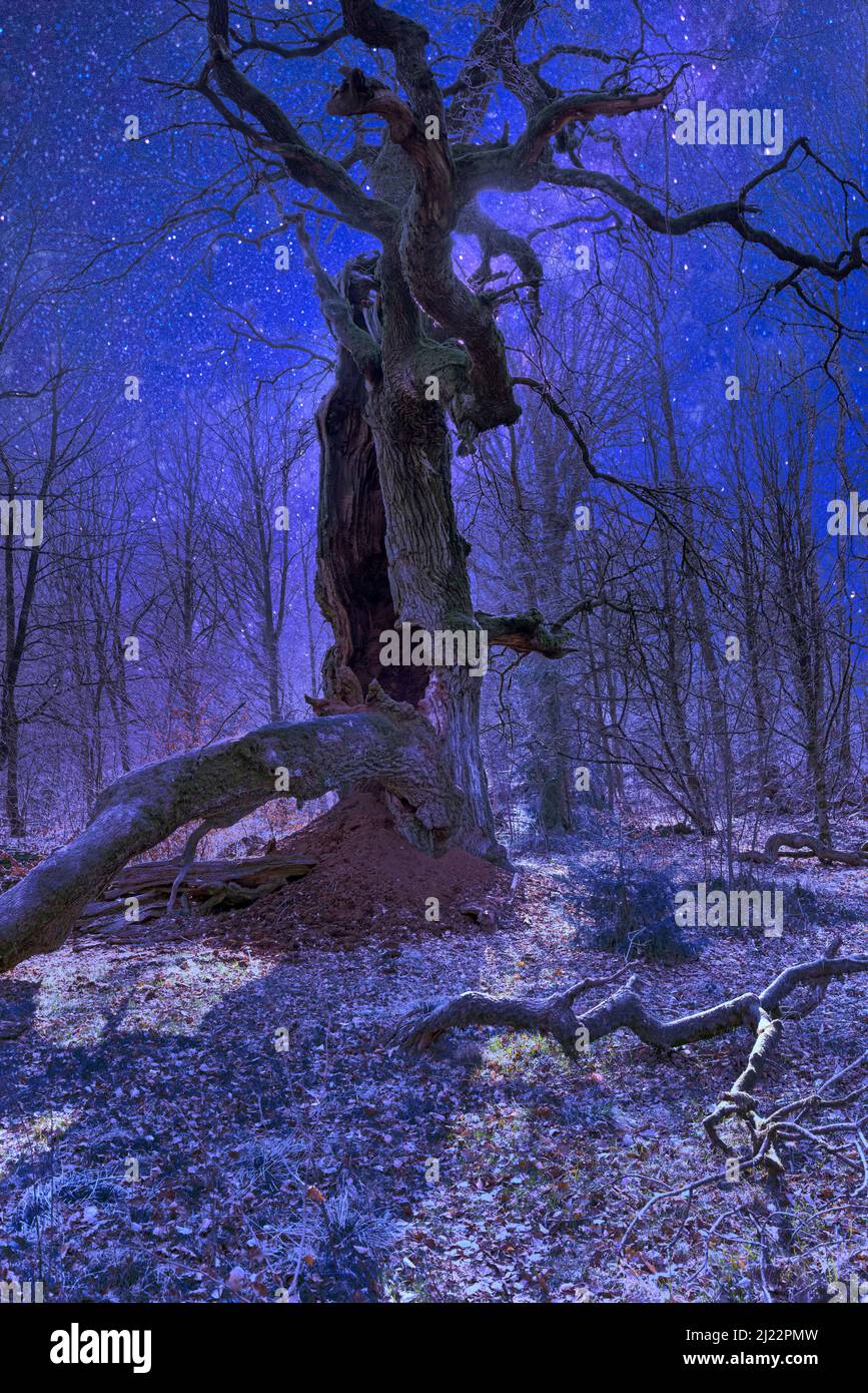 Alte Eiche, Urwald Urwald Sababurg, Hofgeismar, Weserbergland, Weserbergland, Hessen, Deutschland, digital verändert Stockfoto