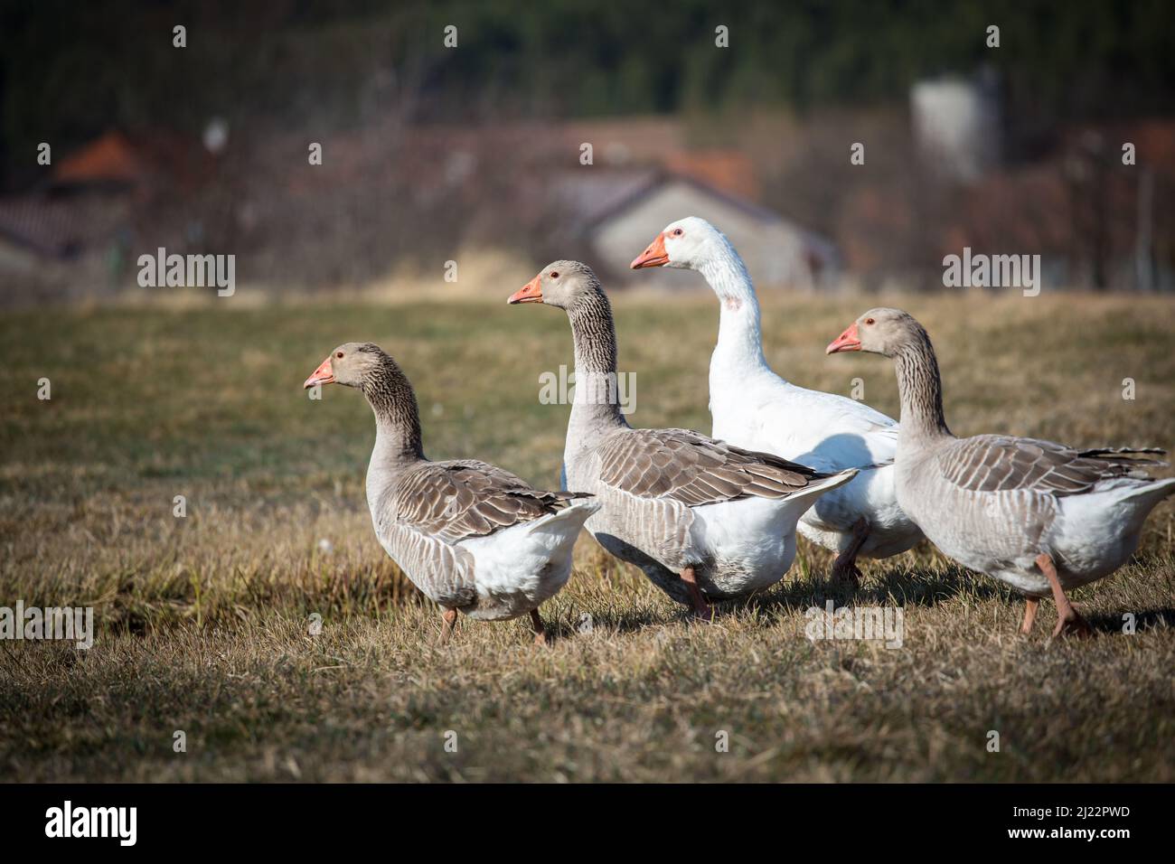 österreichische landgans -Fotos und -Bildmaterial in hoher Auflösung ...