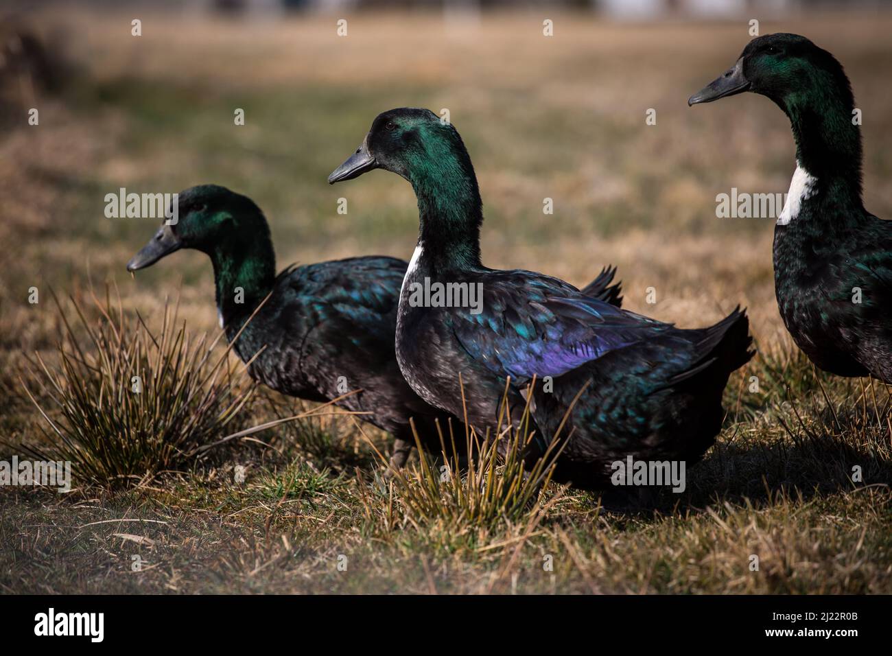 Pommeranische Enten, eine bedrohte Entenrasse aus Deutschland (Pommernenten) Stockfoto