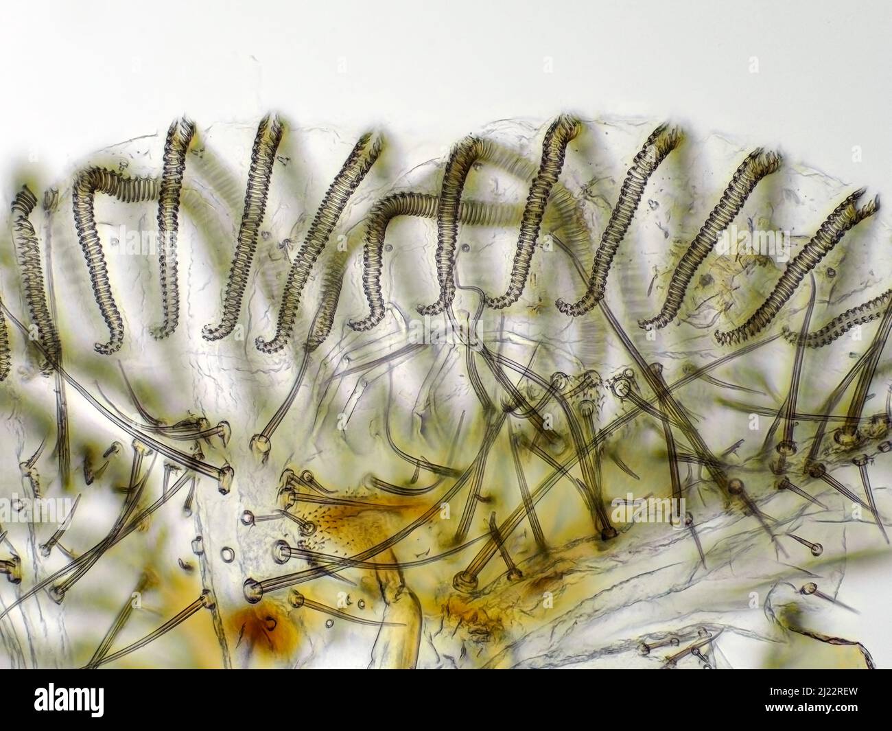 Fliegen Sie „Zunge“ (Labellum mit Pseudotracheae) unter das Mikroskop Stockfoto