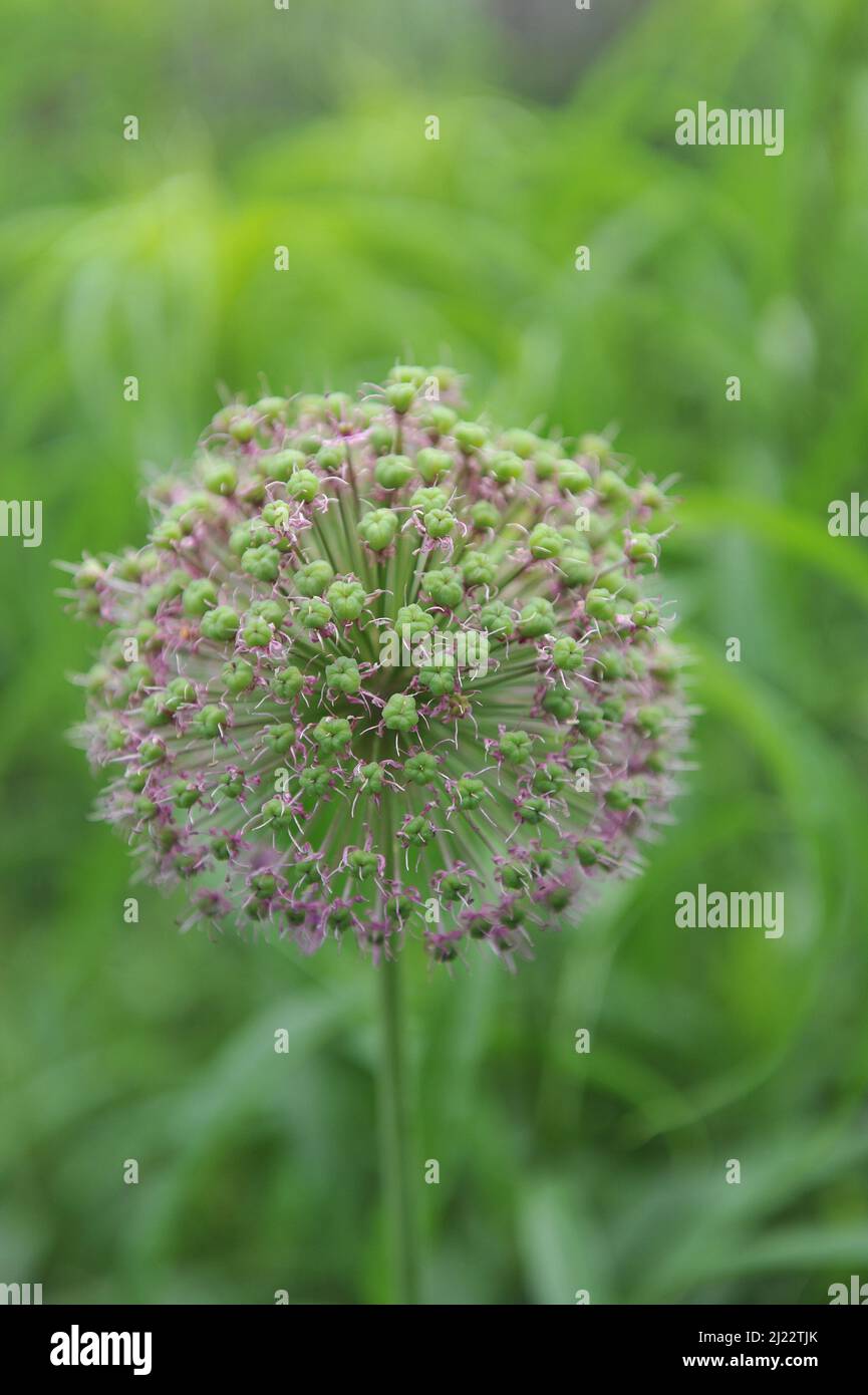 Holländischer Knoblauch (Allium hollandicum) im Juni blüht in einem Garten Purple Sensation Stockfoto