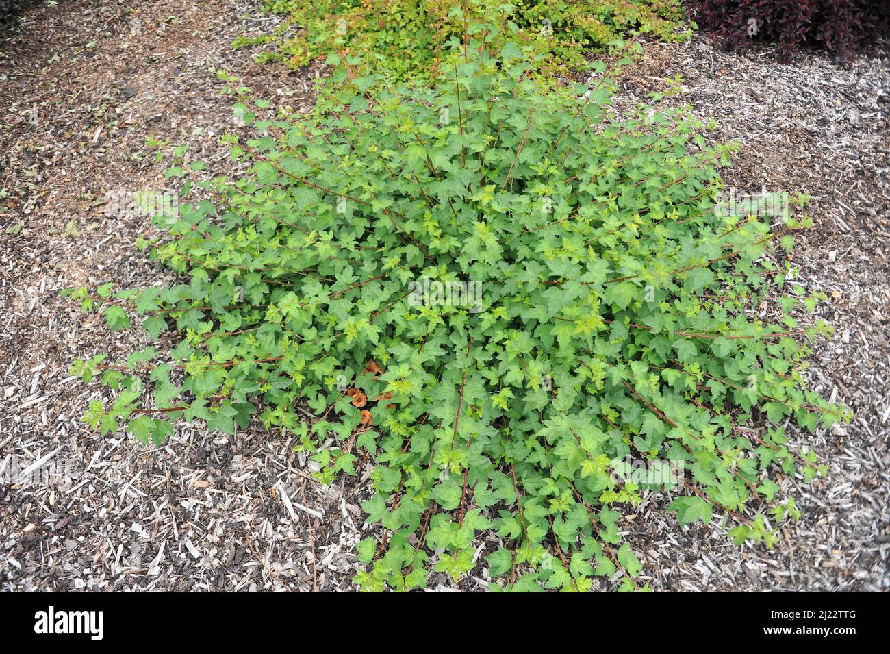 Grünblättrige, sich ausbreitende Pacific ninebark (Physocarpus capitatus) Tilden Park wächst im Juni in einem Garten Stockfoto