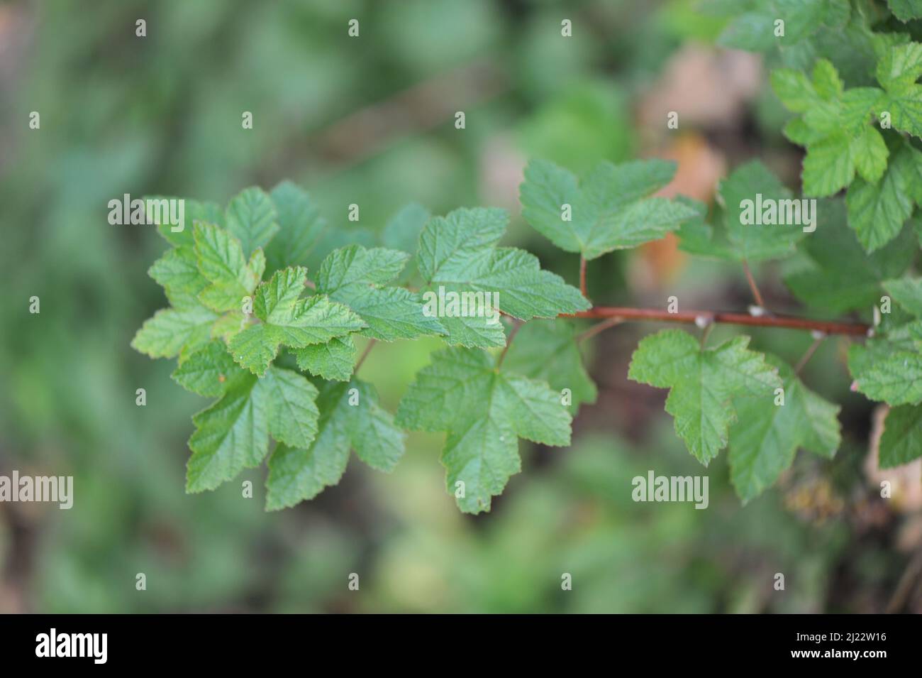 Grünblättrige, sich ausbreitende Pacific ninebark (Physocarpus capitatus) Tilden Park wächst im Juni in einem Garten Stockfoto