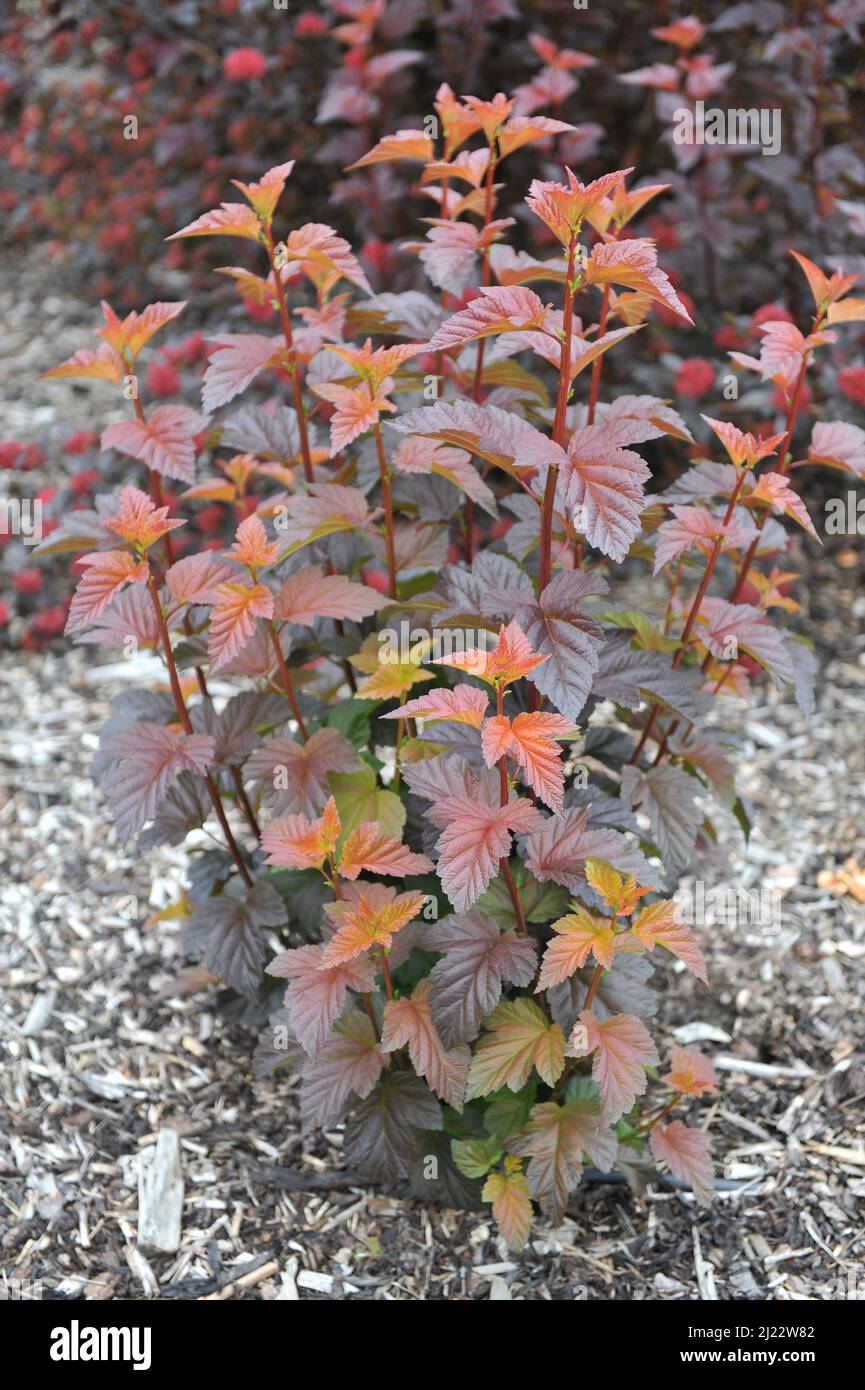 Im Juni wächst in einem Garten die orange und lila-blättrige Ninebark (Physocarpus opulifolius) Andre (Jefam) Stockfoto