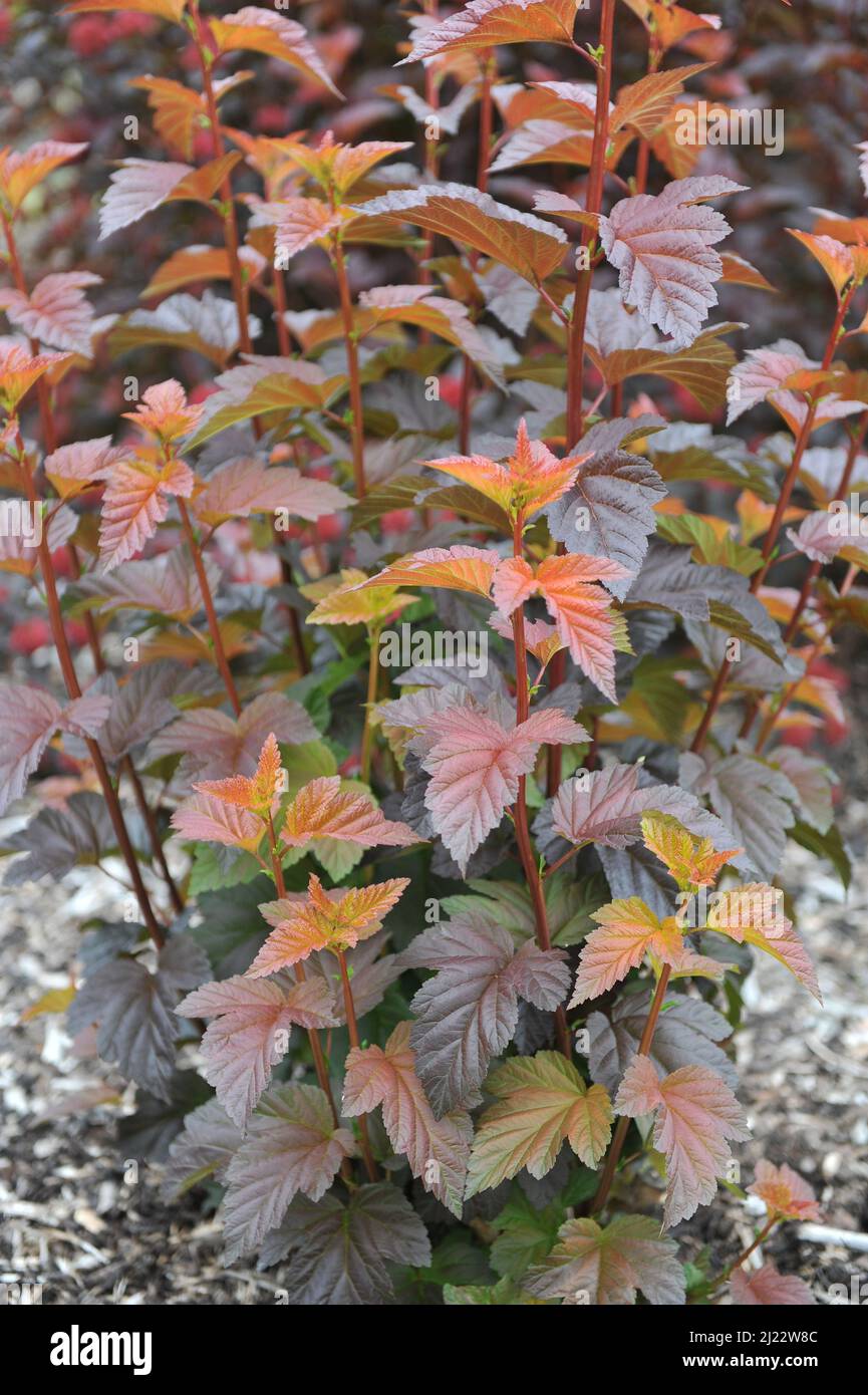 Im Juni wächst in einem Garten die orange und lila-blättrige Ninebark (Physocarpus opulifolius) Andre (Jefam) Stockfoto